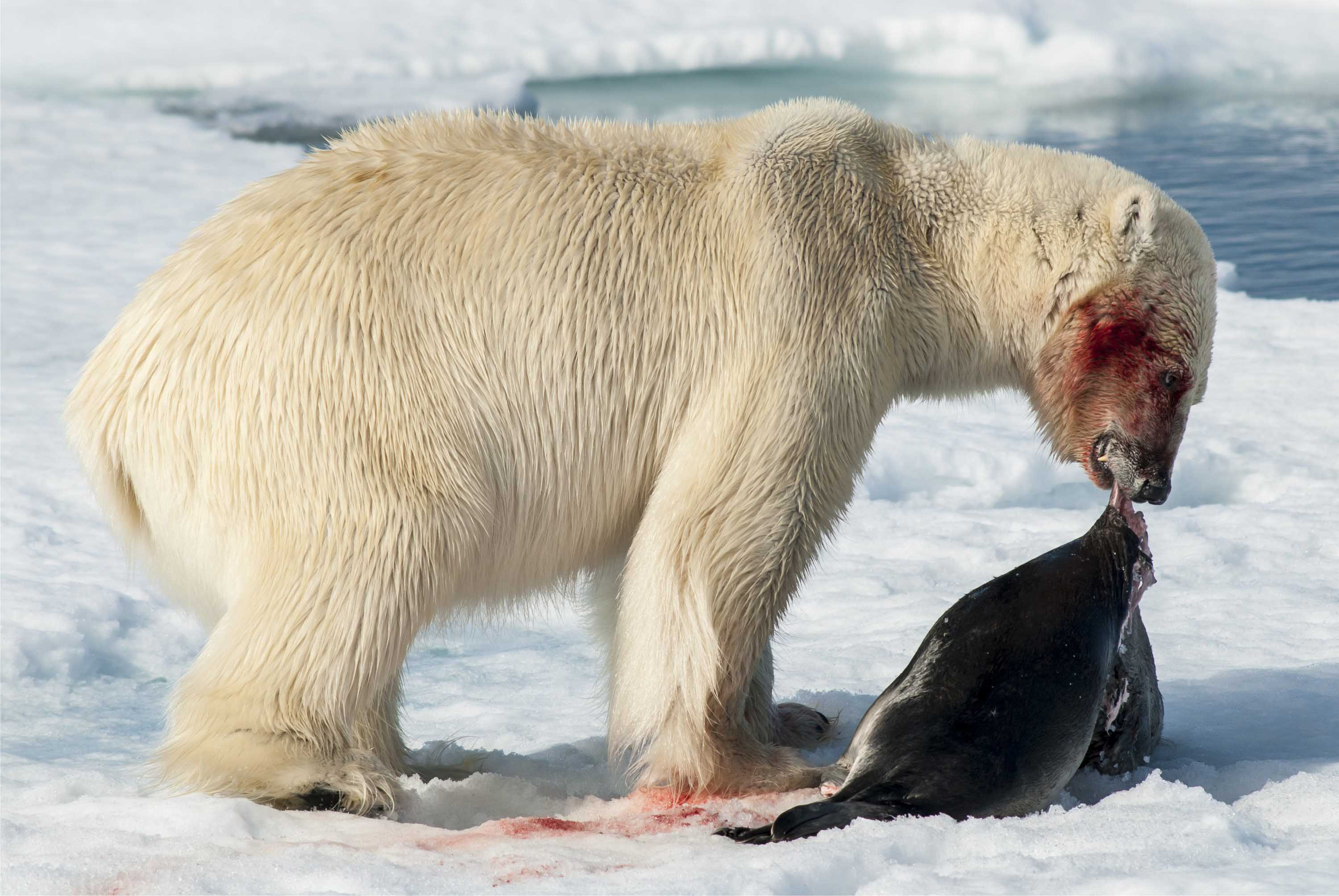 ice bear one