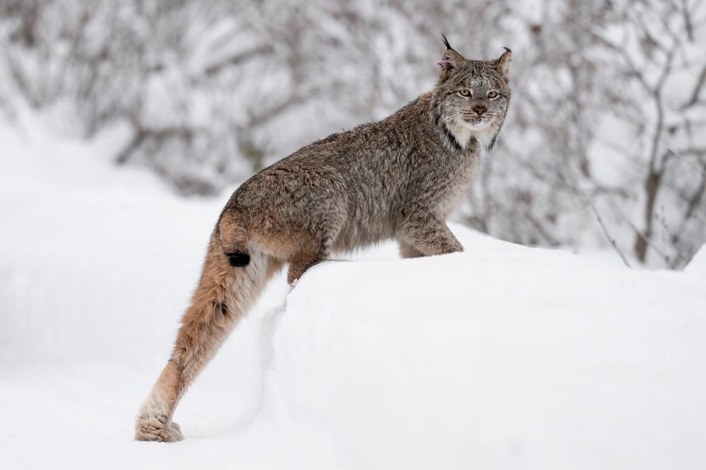 lynx in snow