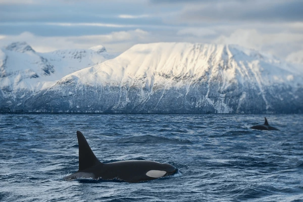 orca one