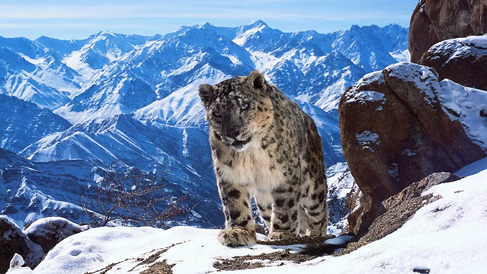 snow leopard