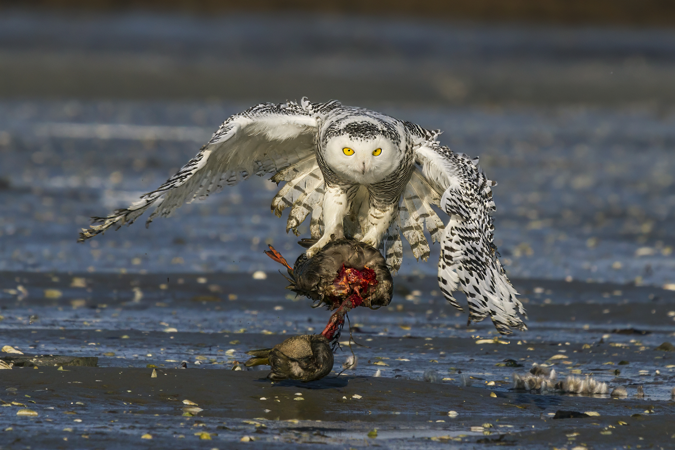 snow owl