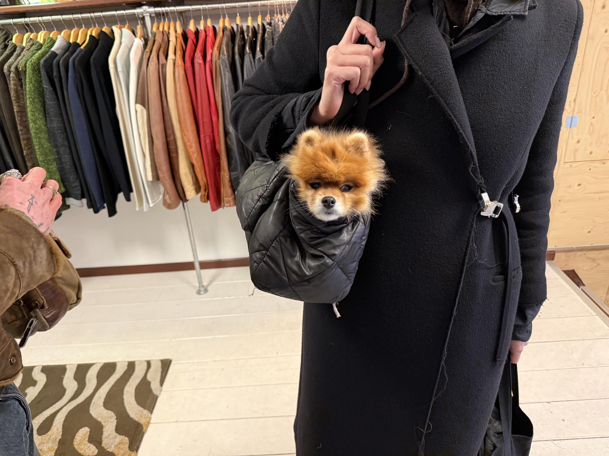 dog