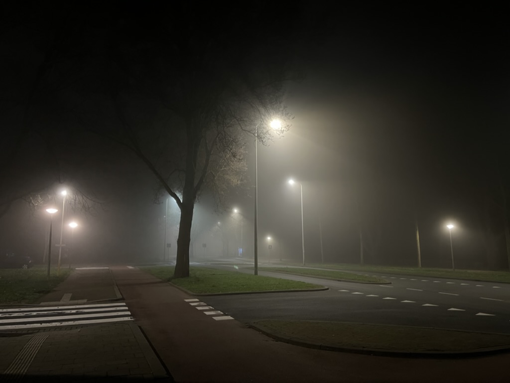 trees in a misty environment