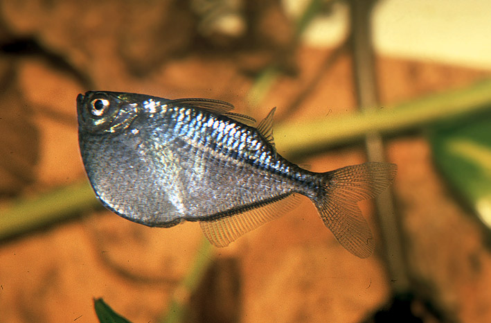 Glass Catfish