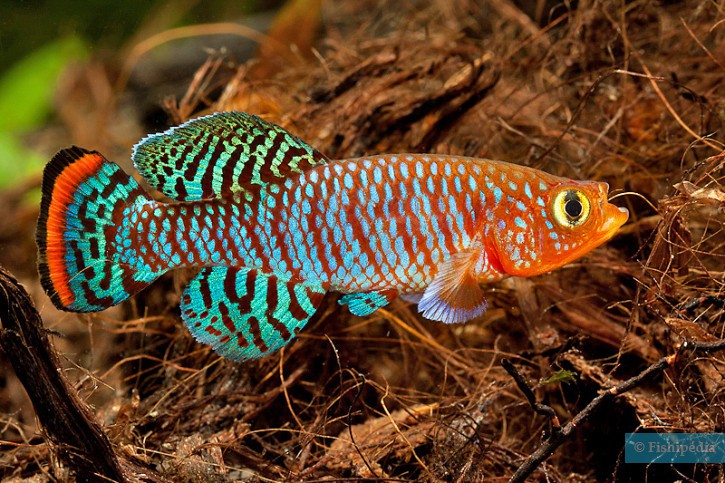 Killifish