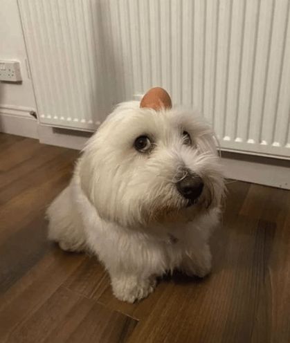 Description image 11